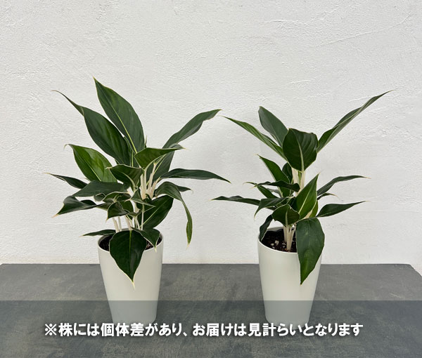 アグラオネマ:ホワイトジュエル 4号鉢入り