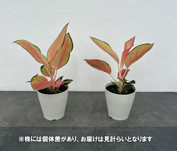 アグラオネマ:ラトソリックレッド4号鉢入り