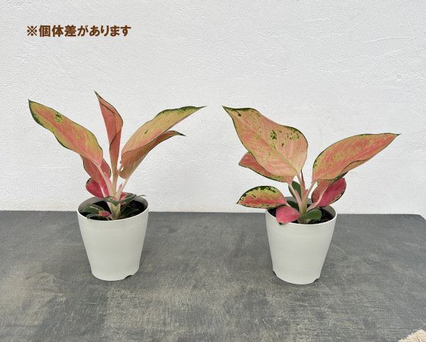 アグラオネマ:チャイナレッド 4号鉢入り
