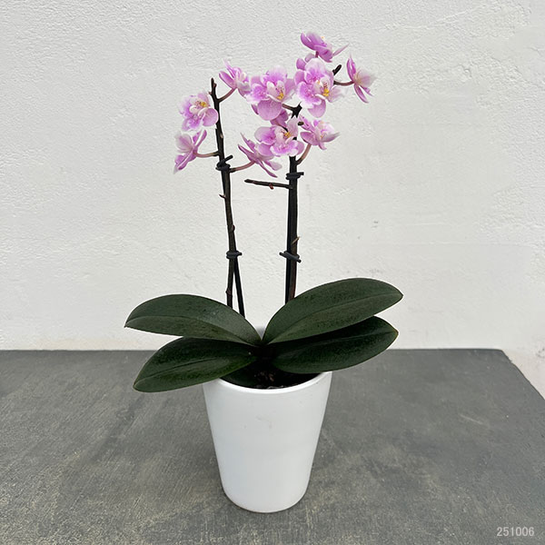 ミディコチョウラン:ダイヤモンドサクラ1~2本立ち 3号陶器鉢植え