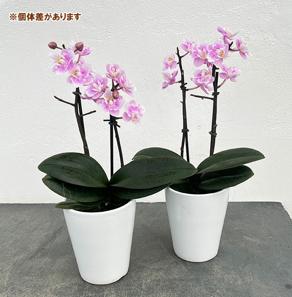 ミディコチョウラン:ダイヤモンドサクラ1~2本立ち 3号陶器鉢植え