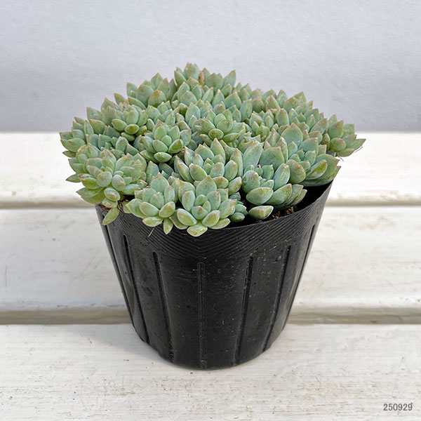 エケベリア:プロリフィカ 3号ポット