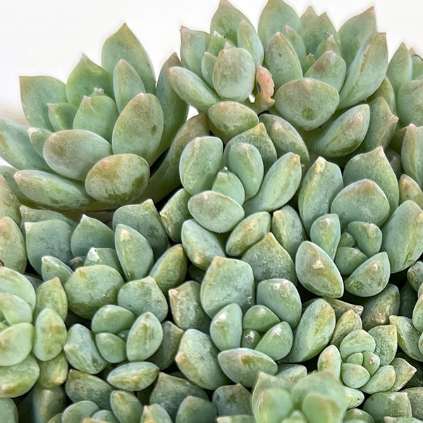 エケベリア:プロリフィカ 3号ポット