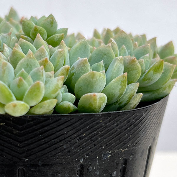 エケベリア:プロリフィカ 3号ポット