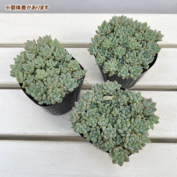 エケベリア:プロリフィカ 3号ポット