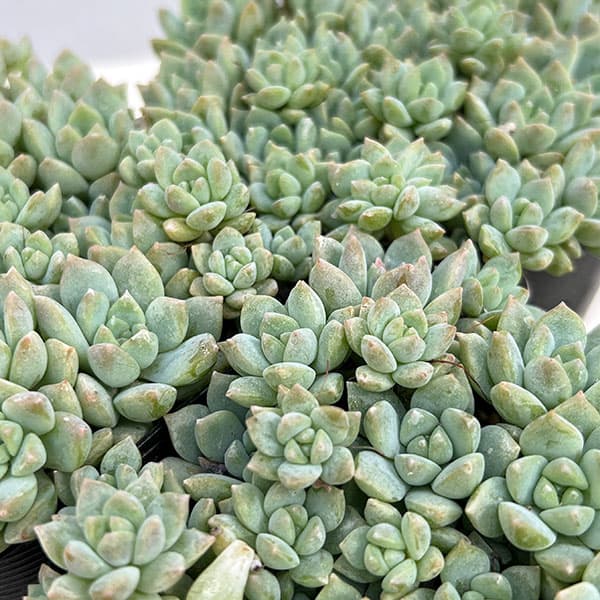 エケベリア:プロリフィカ 3号ポット