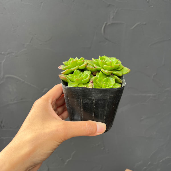 セデベリア:レティジア(万華鏡) 3号ポット