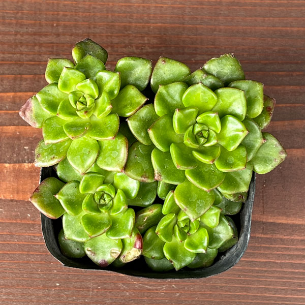 セデベリア:レティジア(万華鏡) 3号ポット