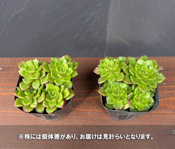 セデベリア:レティジア(万華鏡) 3号ポット