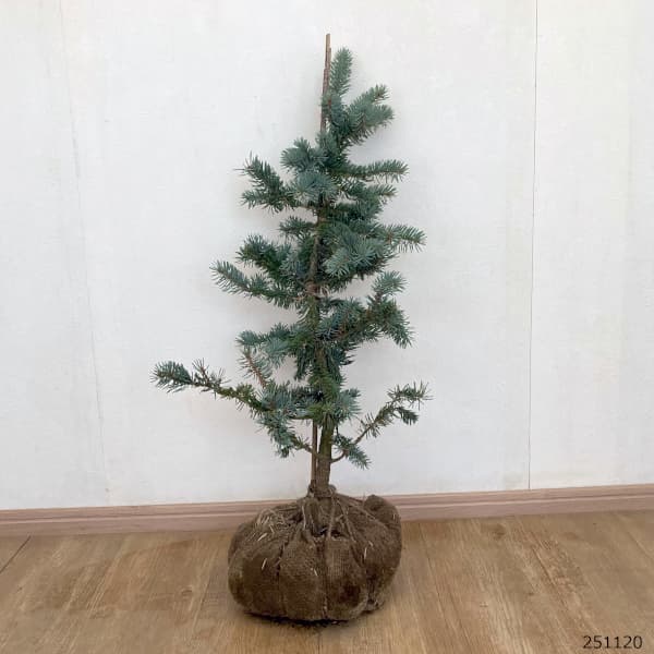 ピセアプンゲンス（プンゲンストウヒ）：コスター樹高60cm根巻き