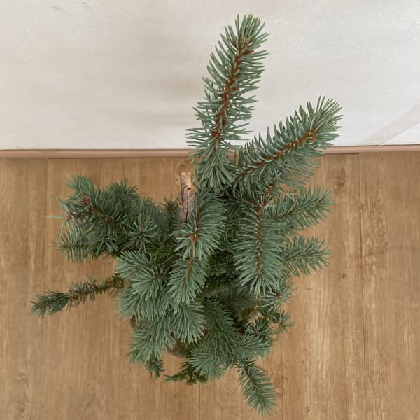 ピセアプンゲンス（プンゲンストウヒ）：コスター樹高60cm根巻き