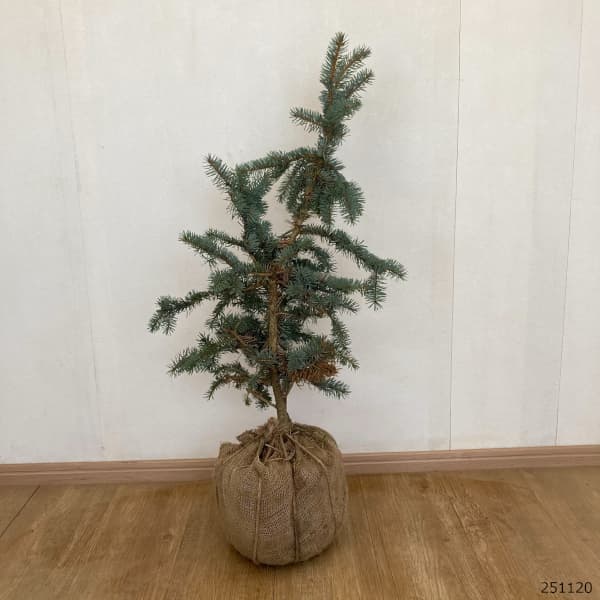 ピセアプンゲンス（プンゲンストウヒ）：モヘミー樹高60cm根巻き