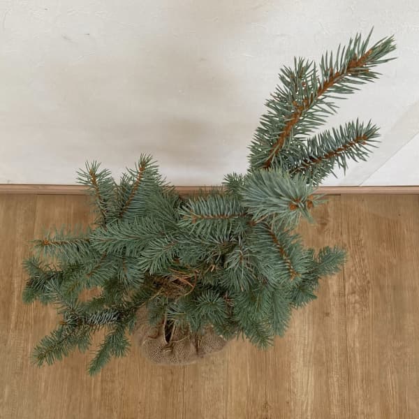 ピセアプンゲンス（プンゲンストウヒ）：モヘミー樹高60cm根巻き