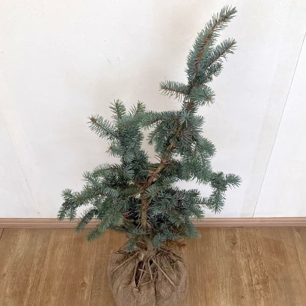 ピセアプンゲンス（プンゲンストウヒ）：モヘミー樹高60cm根巻き