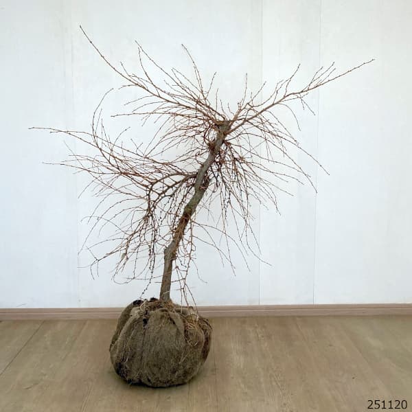 マツ（松）：シダレカラマツ樹高80cm根巻き