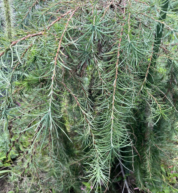 マツ（松）：シダレカラマツ樹高80cm根巻き