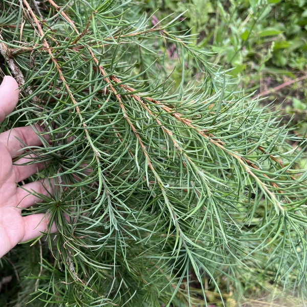 マツ（松）：シダレカラマツ樹高80cm根巻き