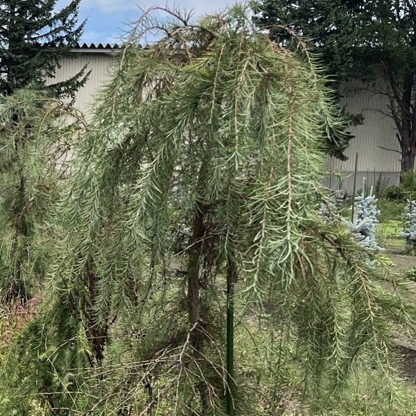 マツ（松）：シダレカラマツ樹高80cm根巻き