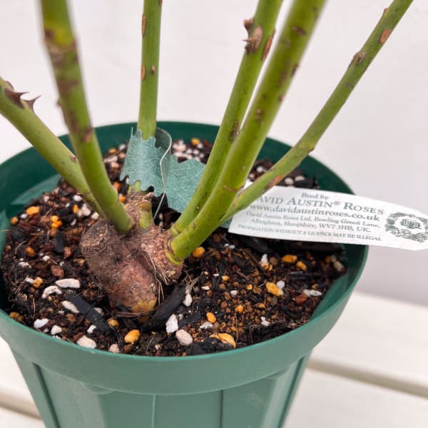 イングリッシュローズ　デビッド・オースチン・ロージズ：ザ・キングズ・ローズ大苗