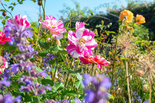 イングリッシュローズ　デビッド・オースチン・ロージズ：ザ・キングズ・ローズ大苗