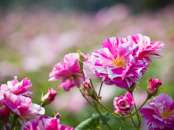 イングリッシュローズ　デビッド・オースチン・ロージズ：ザ・キングズ・ローズ大苗