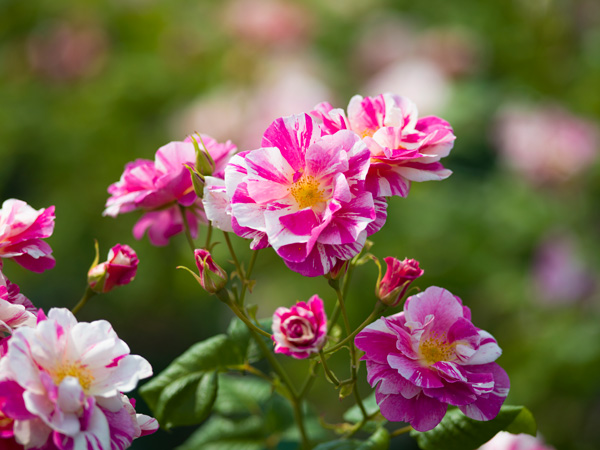 イングリッシュローズ　デビッド・オースチン・ロージズ：ザ・キングズ・ローズ大苗