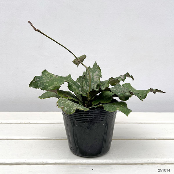 ホヤ:ウンデュラータ 3.5号ポット