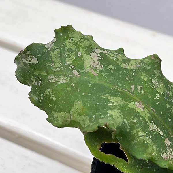 ホヤ:ウンデュラータ 3.5号ポット