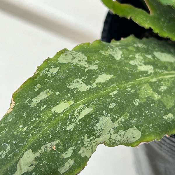 ホヤ:ウンデュラータ 3.5号ポット