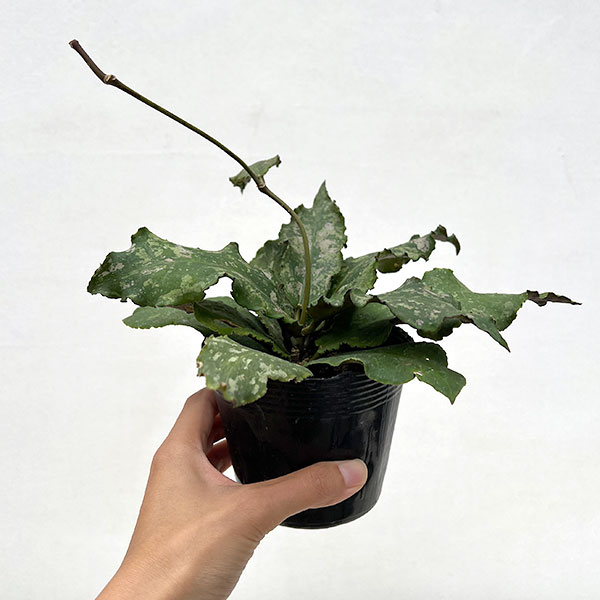 ホヤ:ウンデュラータ 3.5号ポット