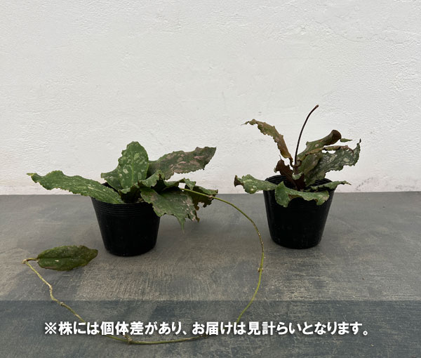 ホヤ:ウンデュラータ 3.5号ポット