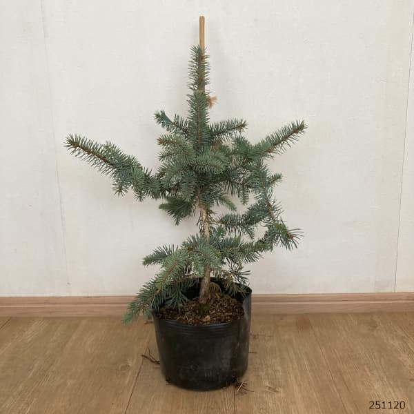 ピセアプンゲンス（プンゲンストウヒ）：モヘミー7号ポット樹高40cm