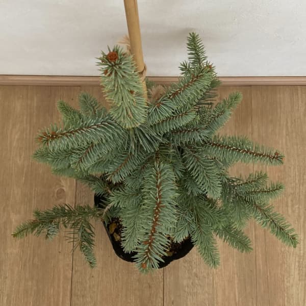 ピセアプンゲンス（プンゲンストウヒ）：モヘミー7号ポット樹高40cm