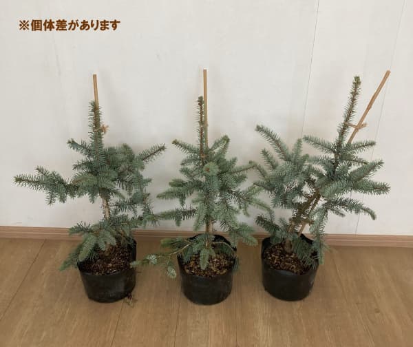 ピセアプンゲンス（プンゲンストウヒ）：モヘミー7号ポット樹高40cm