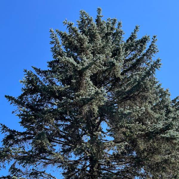 ピセアプンゲンス（プンゲンストウヒ）：モヘミー7号ポット樹高40cm