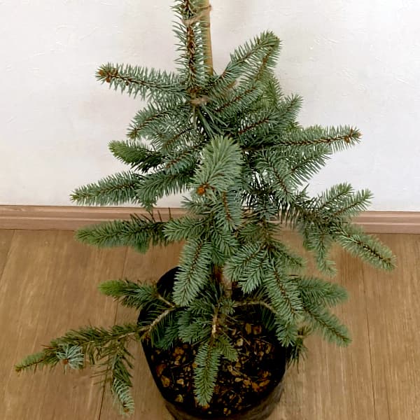 ピセアプンゲンス（プンゲンストウヒ）：モヘミー7号ポット樹高40cm