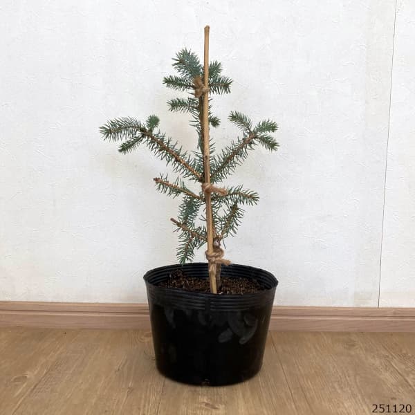 ピセアプンゲンス（プンゲンストウヒ）：エリックフラム7号ポット