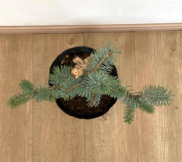 ピセアプンゲンス（プンゲンストウヒ）：エリックフラム7号ポット