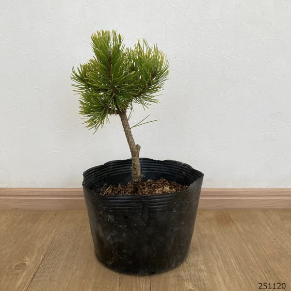 マツ（松）：コントルタマツ　フリシアンゴールド7号ポット