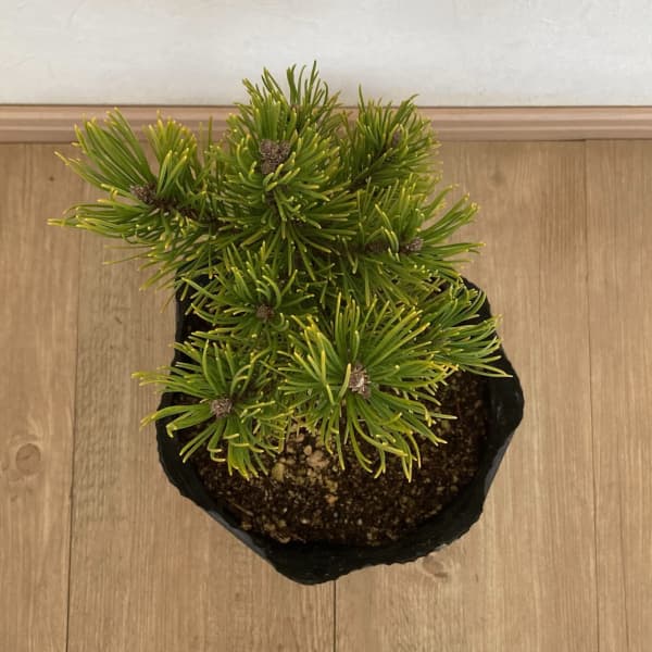 マツ（松）：コントルタマツ　フリシアンゴールド7号ポット