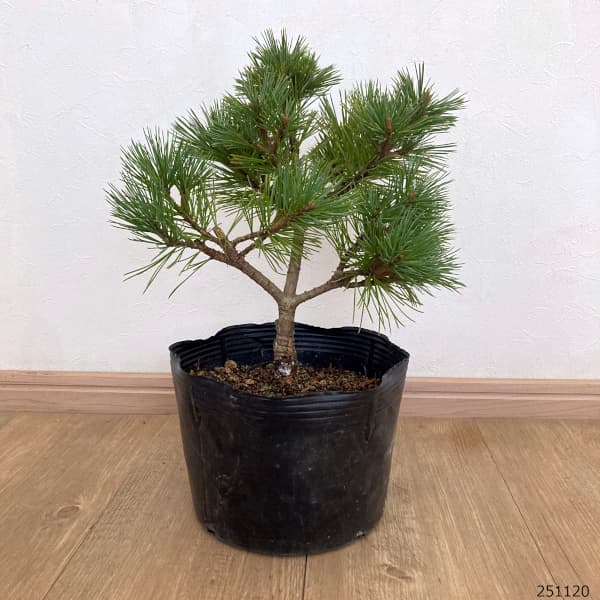 マツ(松):チョウセンゴヨウマツ マリモ7号ポット