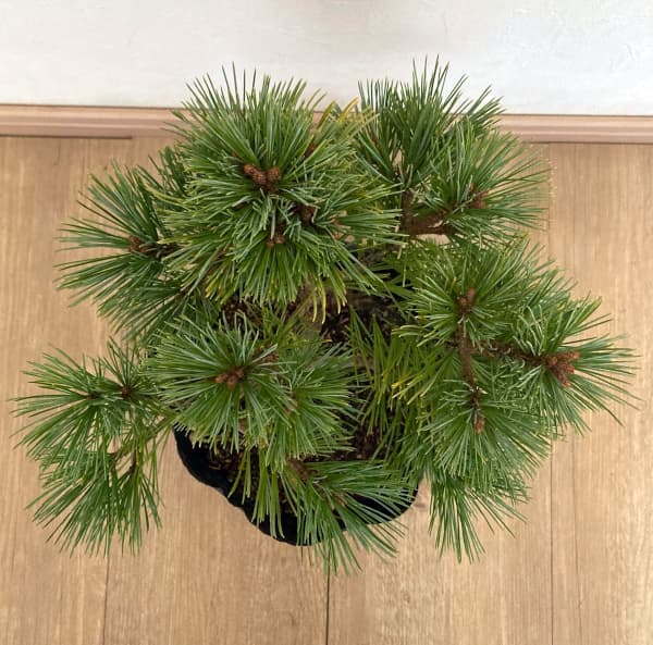 マツ(松):チョウセンゴヨウマツ マリモ7号ポット