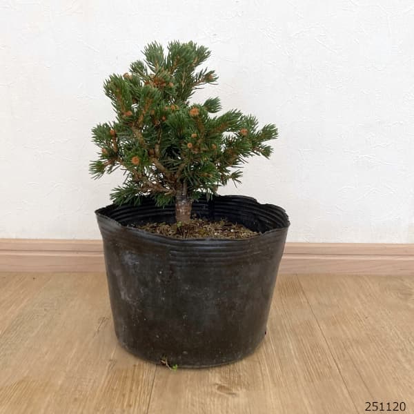 ピセアプンゲンス（プンゲンストウヒ）：ラッキーストライク7号ポット