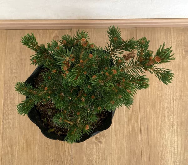 ピセアプンゲンス（プンゲンストウヒ）：ラッキーストライク7号ポット