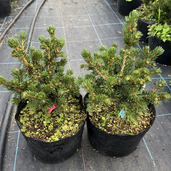 ピセアプンゲンス（プンゲンストウヒ）：ラッキーストライク7号ポット