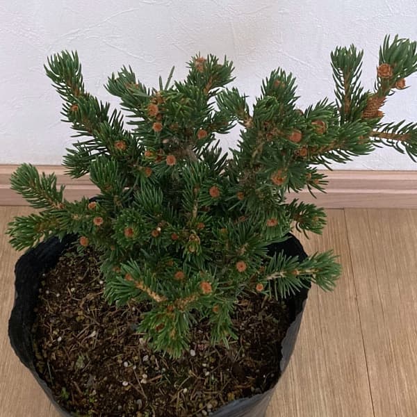 ピセアプンゲンス（プンゲンストウヒ）：ラッキーストライク7号ポット