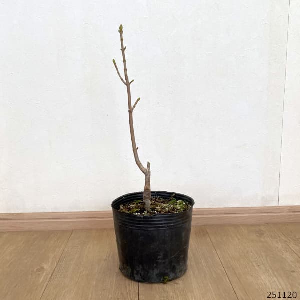 セイヨウカジカエデ:エクスサンセット7号ポット