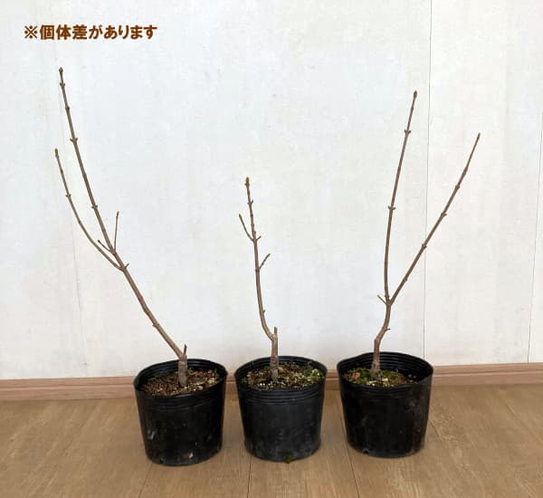 セイヨウカジカエデ:エクスサンセット7号ポット