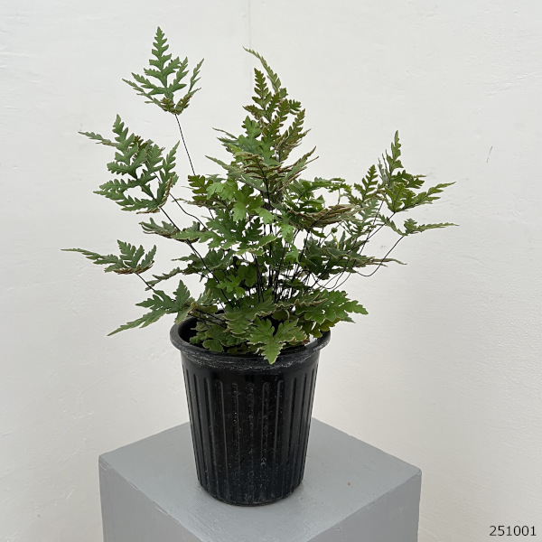 ドリオプテリス:コンカラー 5号鉢植え