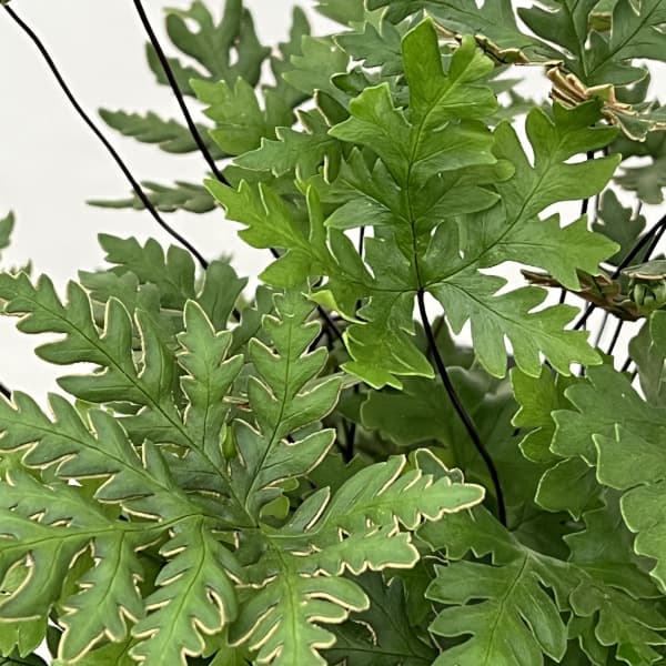 ドリオプテリス:コンカラー 5号鉢植え